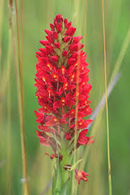 Image result for Disa welwitschii