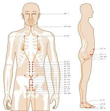 Download The Acupuncture Points Guidethe Entire Acupuncture