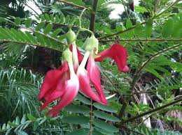 Image result for Sesbania grandiflora