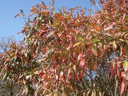 Image result for Heterotis canescens