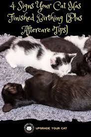 How To Tell When A Cat Is Done Giving Birth 4 Signs Upgrade Your Cat