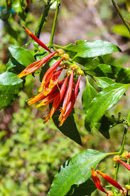 Image result for Agelanthus