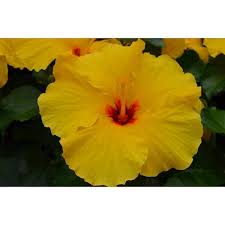 Image result for Hibiscus pusillus