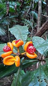 Image result for Pittosporum fulvotomentosum