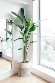 Buy large plant pots and get the best deals at the lowest prices on ebay! 20 Best Indoor Planters Stylish Indoor Plant Pots