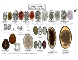 Image Result For Identify Intestinal Paracite Eggs Vet