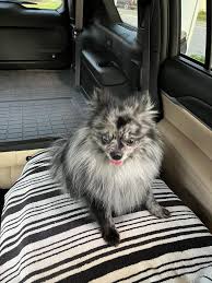 OWNER FOUND!!!!!! Found in the 100 block of Athania parkway, Metairie