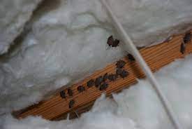 5 he couldn't talk to me as he was. Faqs Brown Marmorated Stink Bug Nc State Extension