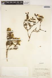 Image result for Blepharis involucrata