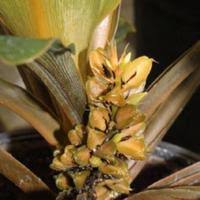 Image result for Chlorophytum sparsiflorum