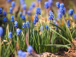 Many spring flowers, such as hyacinths and daffodils. Grape Hyacinth Muscari Plant Care Growing Guide