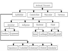 Dermal, ground, and vascular tissues. Tissues And Types Of Plant Tissues