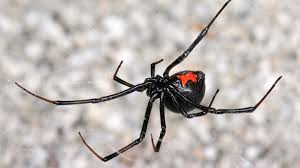 Hey folks, i wanted to share the technique i use for safely hunting & killing black widows around my property. How To Identify Maryland Spiders Owlcation