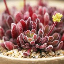 Image result for Grewia pubescens