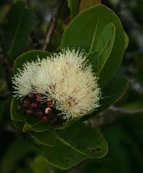 Image result for Syzygium cordatum