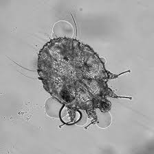 Image result for Sarcoptes scabiei life cycle