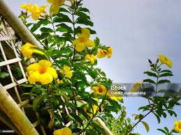 Image result for Allamanda schottii