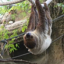 Pin By Cheryl Mcgibbon On Sloths In 2020 Animals Cute Animals Sloth