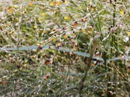 Image result for Panicum repentellum