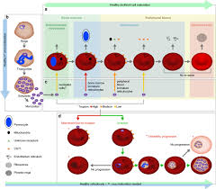 Для просмотра онлайн кликните на видео ⤵. From Marginal To Essential The Golden Thread Between Nutrient Sensing Medium Composition And Plasmodium Vivax Maturation In In Vitro Culture Malaria Journal Full Text