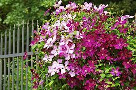 Boston ivy is hardy in many zones including 9. The 27 Best Cold Hardy Clematis Varieties Gardener S Path