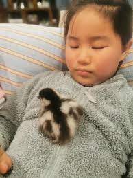 Is there anyone raising ducklings near Green Bay?