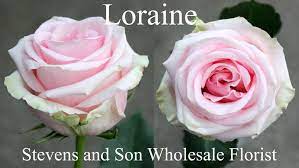 Loraine Photo Credit Allison Linder Rose Rose Varieties Beautiful Rose Flowers