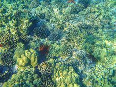 A summer characterized by an average sst of 27°c and consistent 40 km/h northeasterly trade winds, and a winter grigg, r. 11 Reef Images Ideas Reef Coral Reef Marine Life