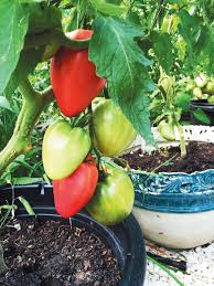 Somewhat similar to meaty ponderosa types, except for the distinctive shape. heavy yielding vines produce extra large. Farmgirl Confidential Gazpacho The Ultimate Tomato Destination Edible Cape Cod