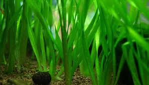 Image result for Vallisneria spiralis