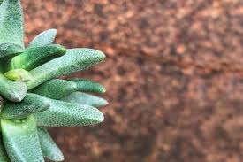 Image result for Hereroa