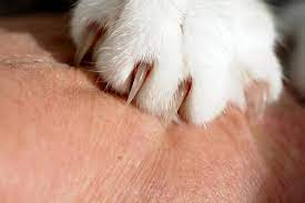 Common, unfortunately, with older cats. Three Options For Trimming Your Cat S Nails And Which Is The Best