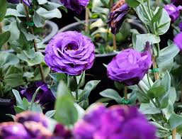 Image result for eustoma flamenco