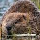 Living with Beavers: Coexistence Strategies and Resources