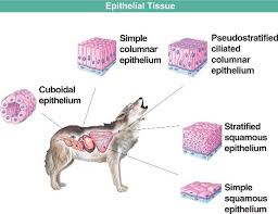 We did not find results for: 1 4 3 Animal Tissues Siyavula Life Sciences Grade 10 Openstax Cnx
