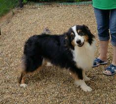 Lost pets dubuque, iowa, dubuque, iowa. 45 My Next Dog Ideas Dogs Adoption Pets
