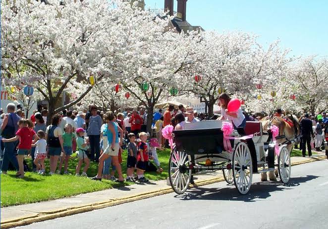 Mga resulta ng larawan para sa Cherry Blossom Festival in Macon, Georgia"