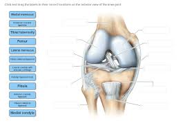 Part a drag the labels onto the diagram to identify the structures and ligaments of the shoulder joint. Solved Click And Drag The Labels To Their Correct Locatio Chegg Com