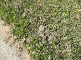 In most cases, home owners regrade the yard in order to get the all it took was a couple fittings to extend the height of the pipes so we wouldn't bury them, and i could still get my oil. What Causes Tiny Mounds Of Soil In My Lawn North Carolina Cooperative Extension
