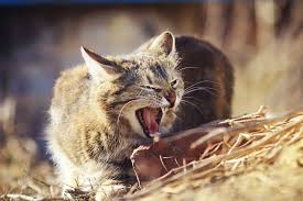 In some, but not all, of these carriers, the chronic viral infection damages the protective mucous membranes and allows bacteria to invade the damaged tissues and causes persistent clinical signs. Natural Treatment Of Feline Upper Respiratory Tract Infections