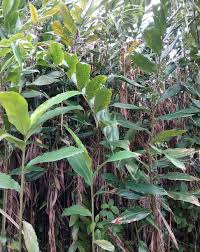 Image result for Aframomum angustifolium