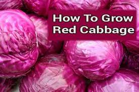 Growing Red Cabbage Growing Cabbage Red Cabbage Cabbage Plant