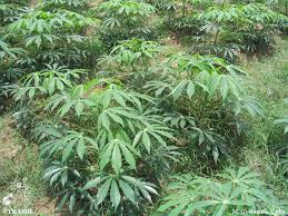 Image result for Manihot esculenta