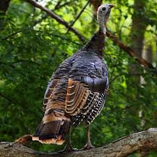Wild Birds That Look Like Turkeys Up Close Photos Of Wild Turkeys Like You Ve Never Seen Turkey Bird Wild Turkey Pictures Of Turkeys