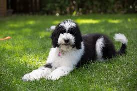 How much does a sheepadoodle cost? Sheepadoodle Complete Guide Info Pictures Care More Pet Keen