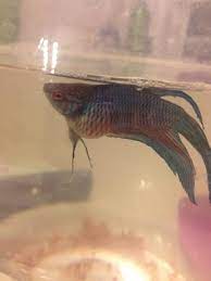 Welcome to our betta fish feeding guide. Is My Betta Fish Pregnant Or Just Fat Aquariacentral Com