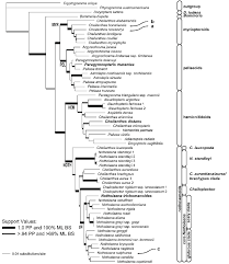 Image result for Pityrogramma aurantiaca