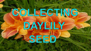 (seed production diverts the plant's energy from flower production!) cut each individual scape to the ground when you can clearly see it. Collecting Saving Storing Daylily Seeds Dried Daylily Pods Youtube