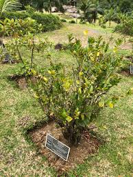 Image result for Aphloiaceae