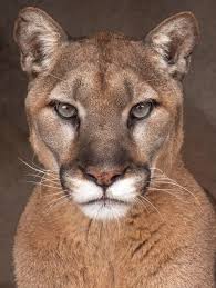 Pumas won 20 direct matches.santos won 13 matches.12 matches ended in a draw.on average in direct matches both teams scored a 2.89 goals per match. 270 Pumas Ideas In 2021 Pumas Soccer Soccer Jersey